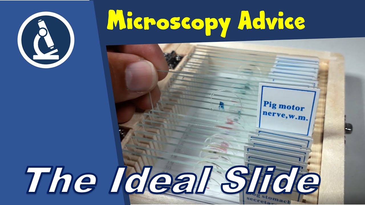🔬 What are the four characteristics of an ideal microscope specimen? | Amateur Microscopy