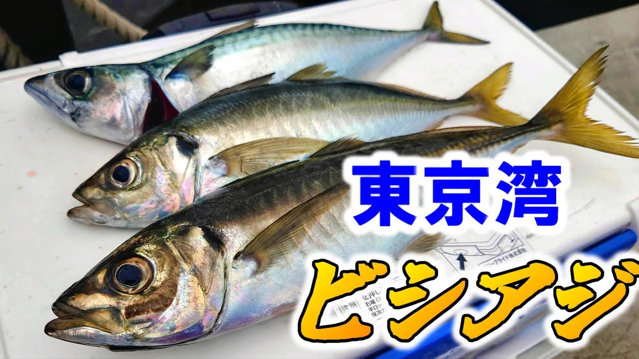【東京湾】産卵期目前に豚アジを狙いに行った結果…【船釣り】