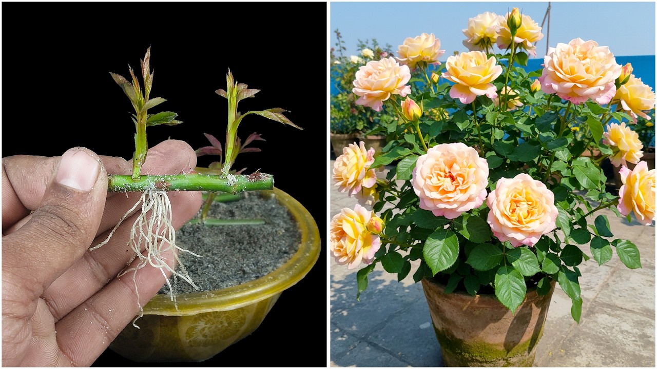 See how to grow rose plant at home from stems | Quick & easy tutorial