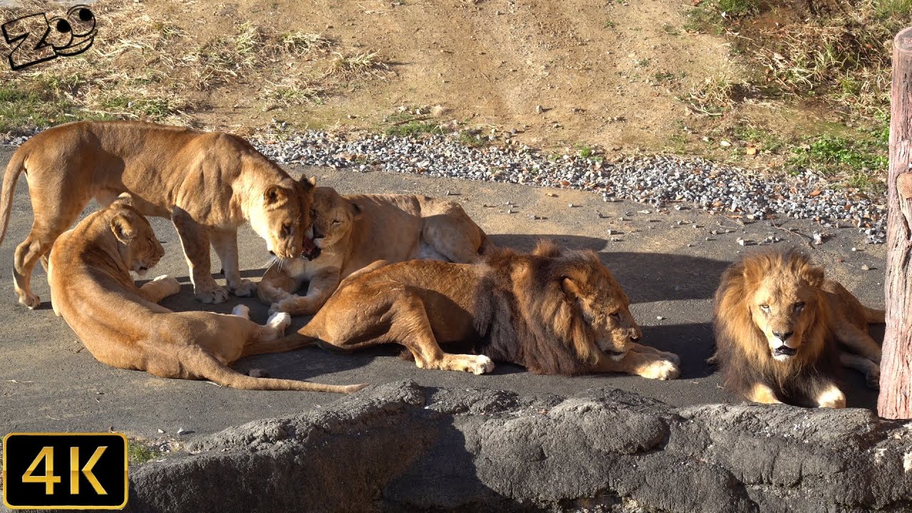 【ライオン】ライオン観察　多摩動物公園【Lion】Tama Zoological Park