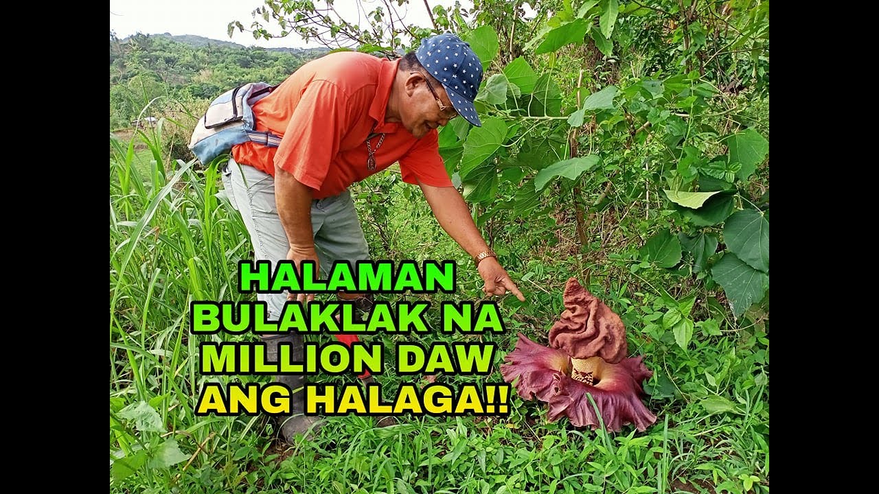 PONGAPONG/ELEPHANT FOOT YAM PLANT | MILLION DAW ANG HALAGA!!