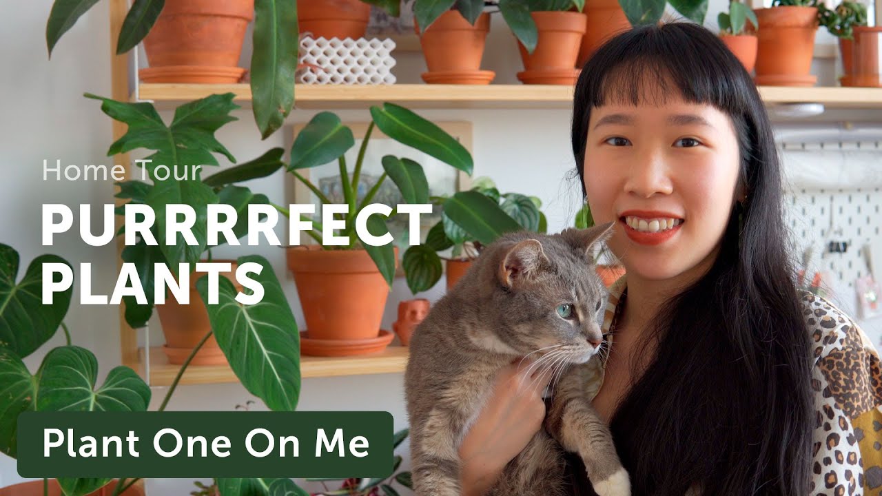 PLANTS & CATS Home Tour with Feline Jungle — Ep. 227