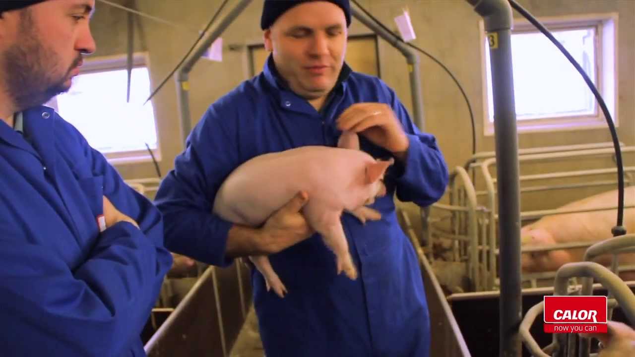 Calor Piggery Case Study - Makeway Ltd | Calor Ireland