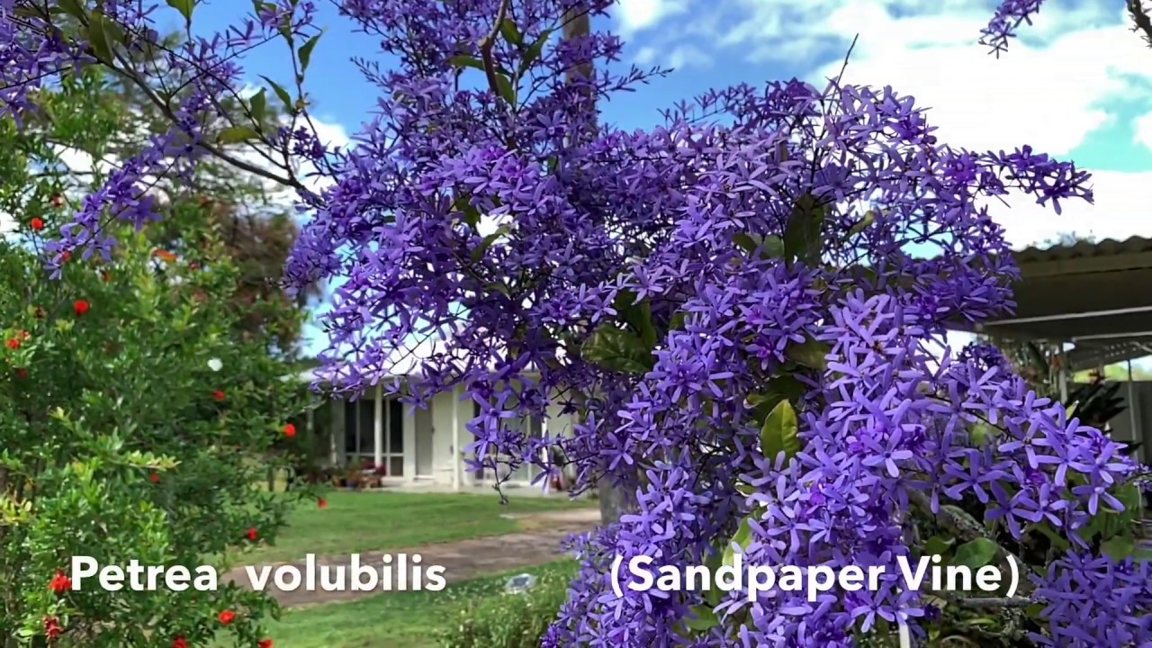 Petrea volubilis Flowers Spin to the Ground