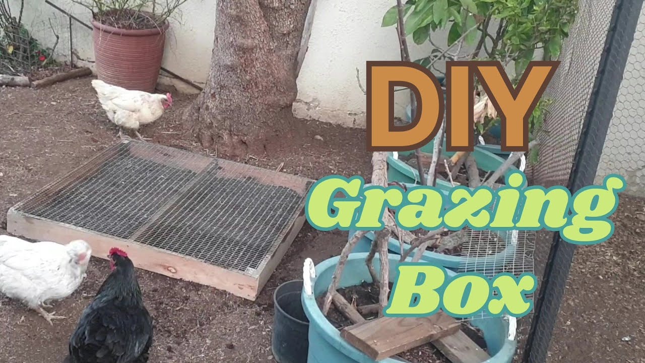 Building a DIY Chicken Grazing Box | Year-Round Fodder System for Backyard Chickens