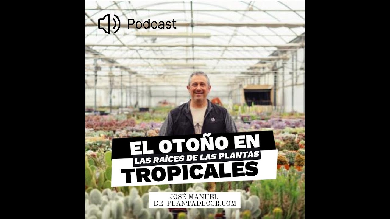 Haz esto con las raíces de tus plantas tropicales este otoño y las mantendrás fuertes y sanas