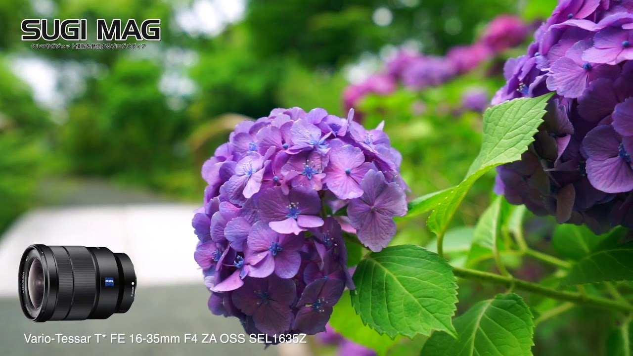 【Carl Zeiss 16-35mm F4 SEL1635Z 作例】越谷市にある日本庭園「花田苑」で撮影