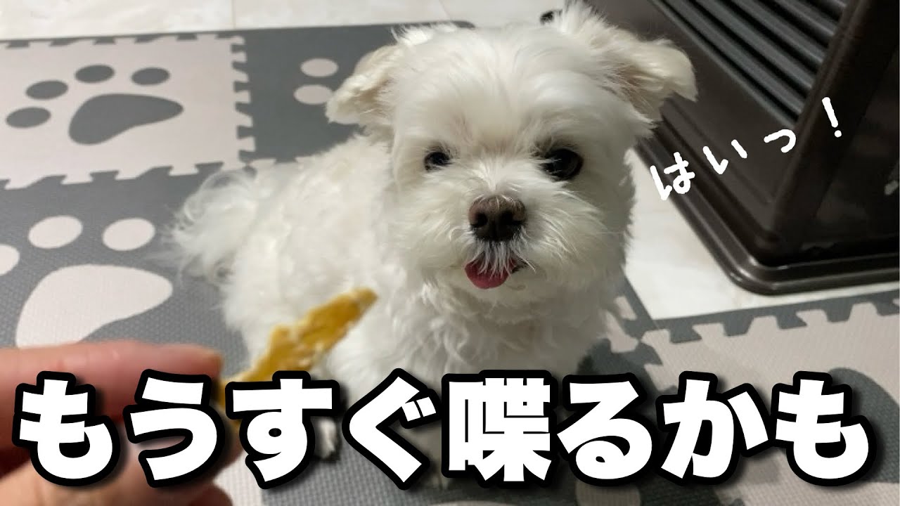 日本語を完全に理解した犬。