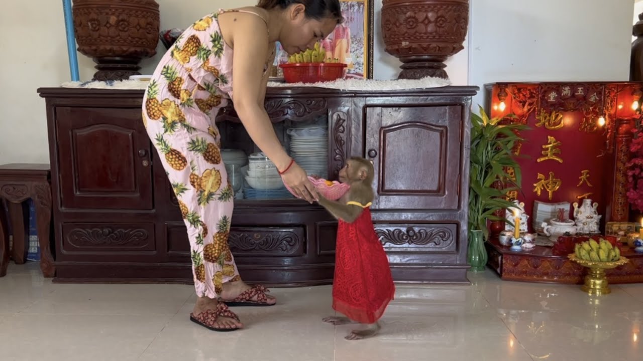 Smart monkey Jessy help mommy to carry her snack basket.