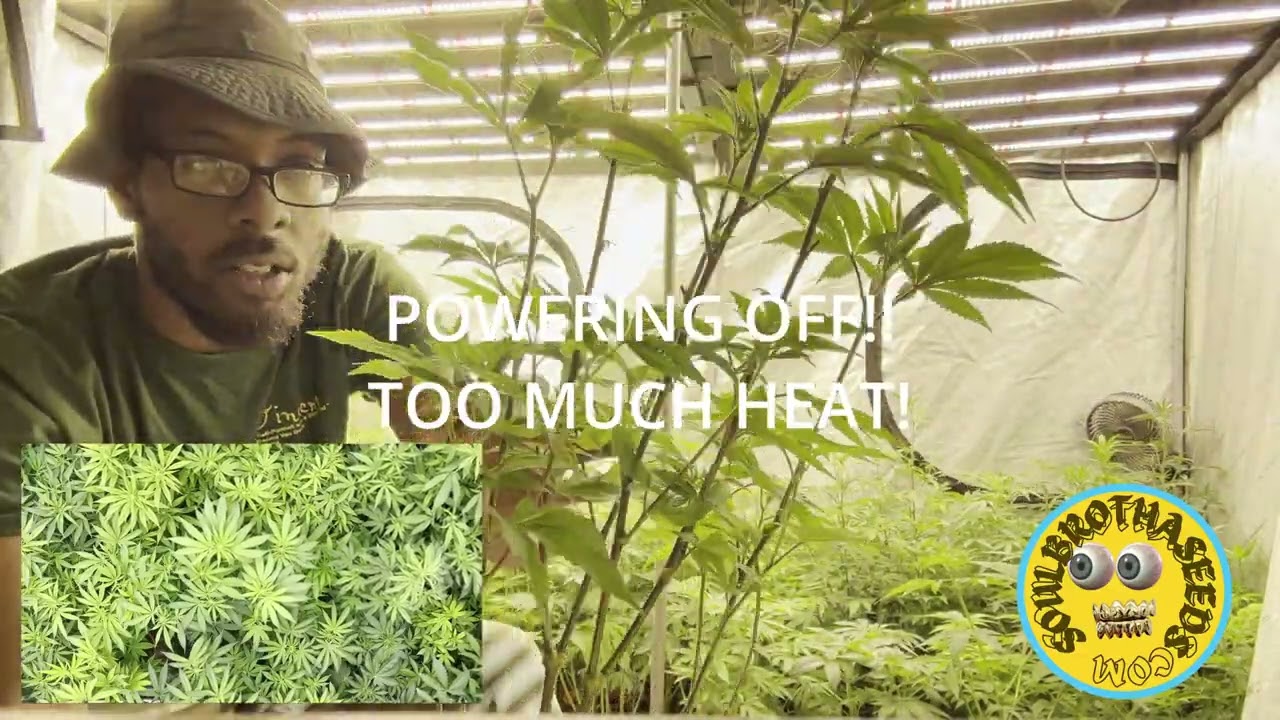 A SEA OF GREEN  -(week 2 )  strain breakdown list of 2025