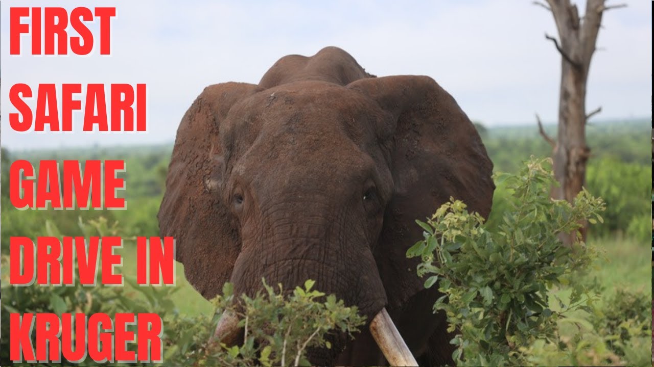 Retirement Kick Off Africa Trip - January 9, long awaited safari game drive in Kruger National Park