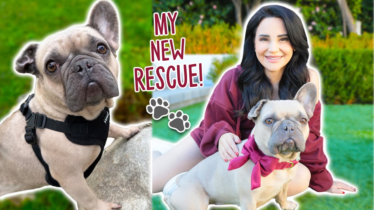 Meet My New Rescue Dog!
