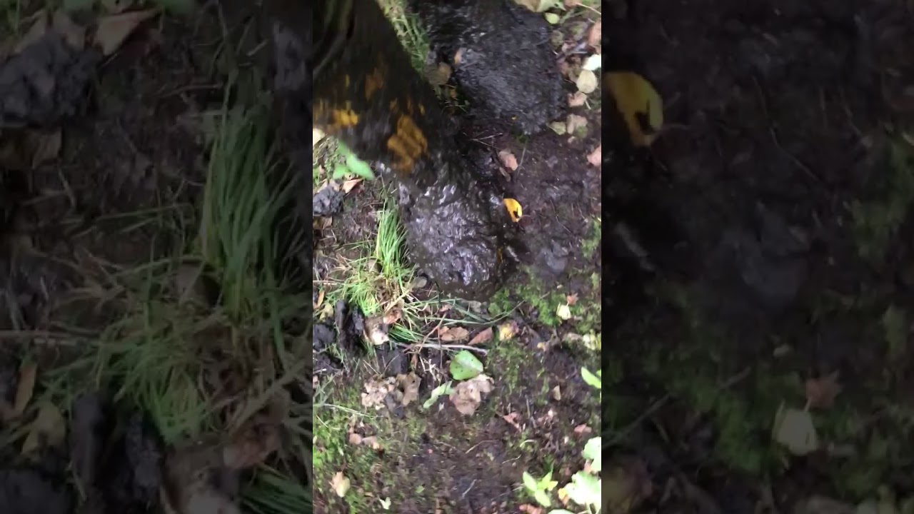 Gelbe Bau Gummistiefel Gr&ouml;&szlig;e 50 im tiefen Moor