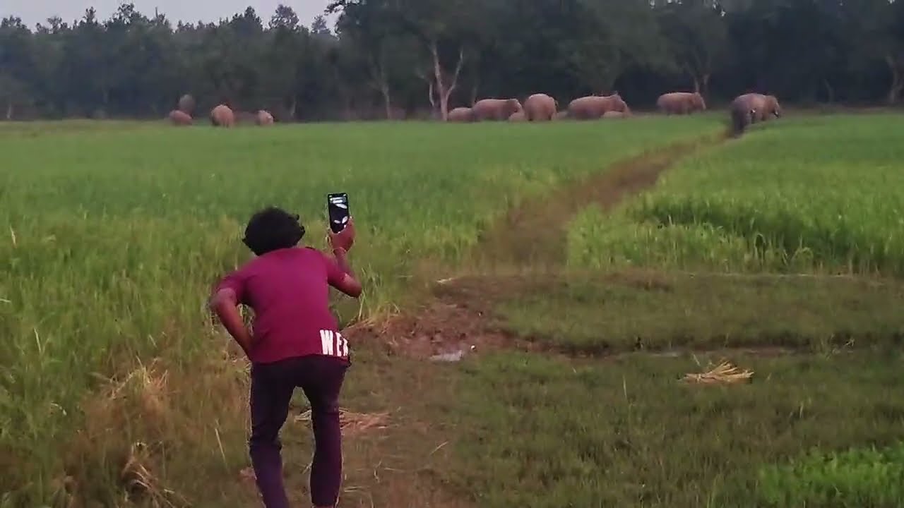 ଆମ ଗାଁ ହାତୀ ଦେଖା🐘୨୭ ଟି ହାତୀ 😱ama gan hati dekha #vlog #vlogs 