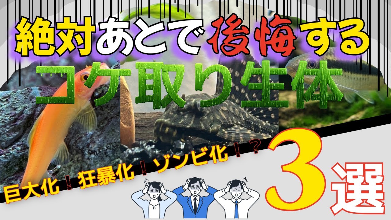 【アクアリウム初心者必見】実は知らないと、絶対あとで後悔するコケ取り生体３選