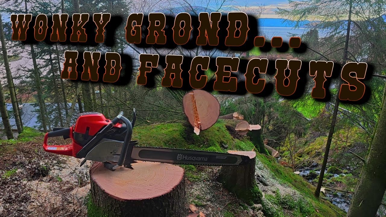 Felling Big Spruces On a Steep Hill With Husqvarna 592 XP
