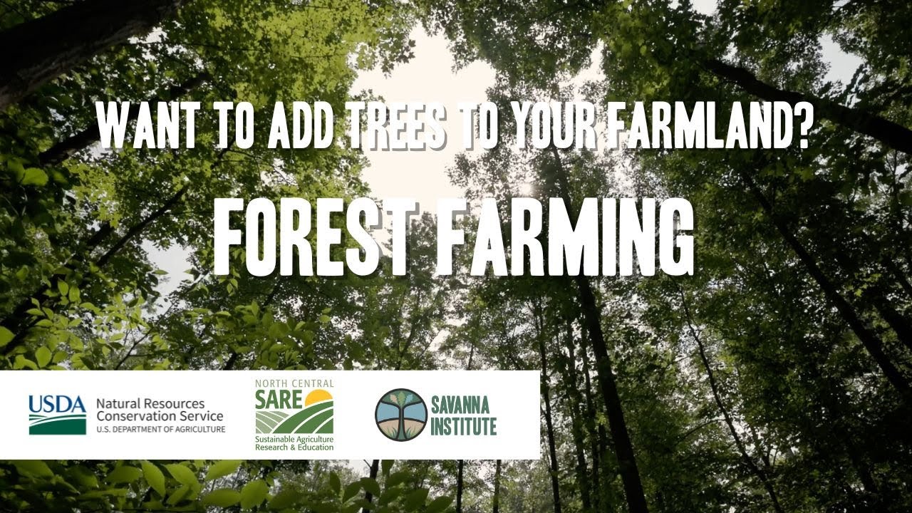 Forest Farming | 5 Agroforestry Practices Explained