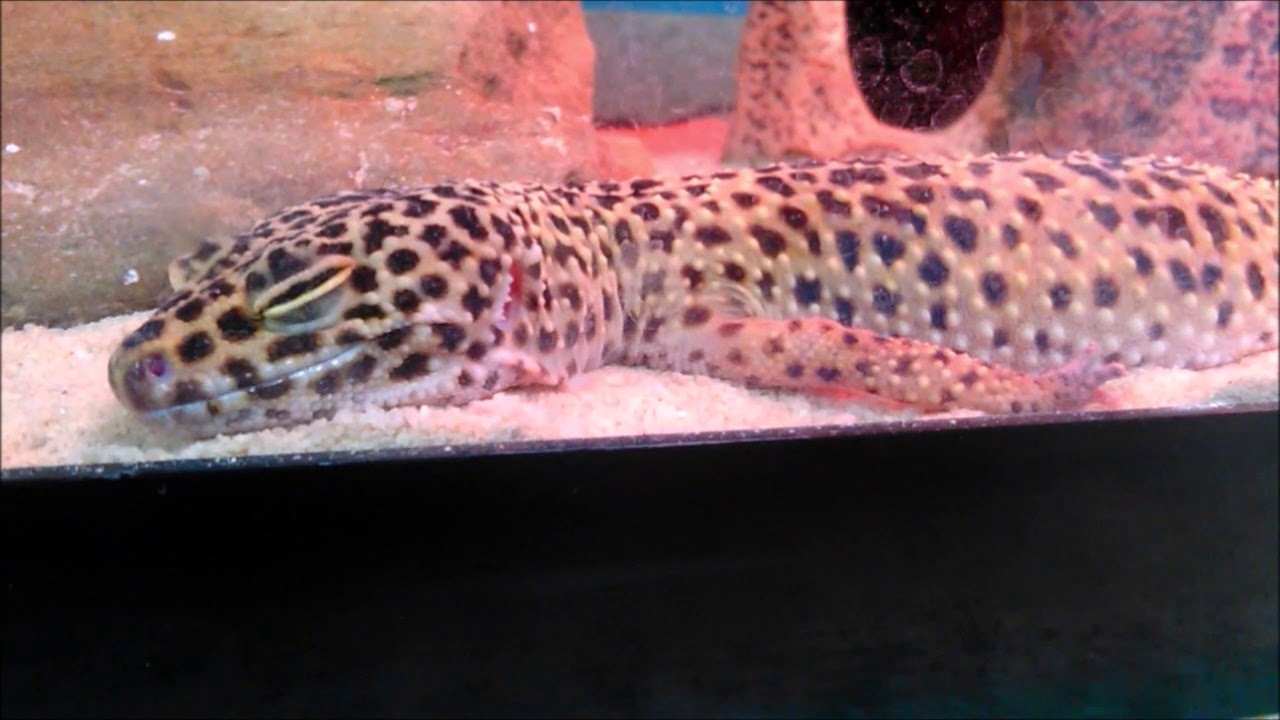 10 Hours of a Leopard Gecko Sleeping