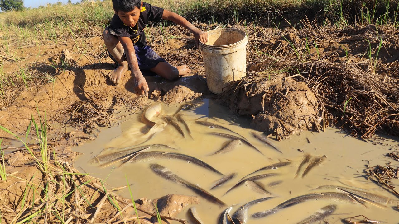 Unbelievable Amount of Fish Caught in Muddy Rice Field! CountryCast Fishing