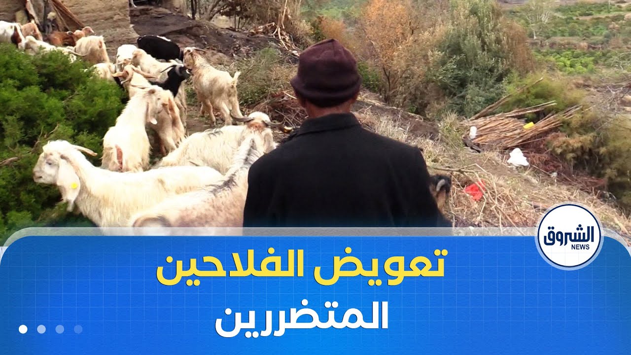 تيبازة | بداية عملية تعويض الفلاحين المتضررين من حرائق الغابات