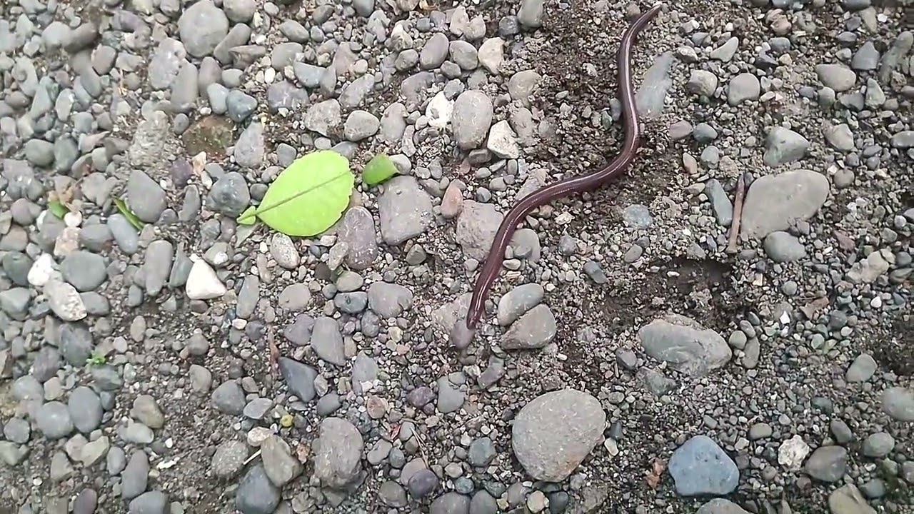 Surprise Visitor! A Small Snake Showed Up While Cleaning