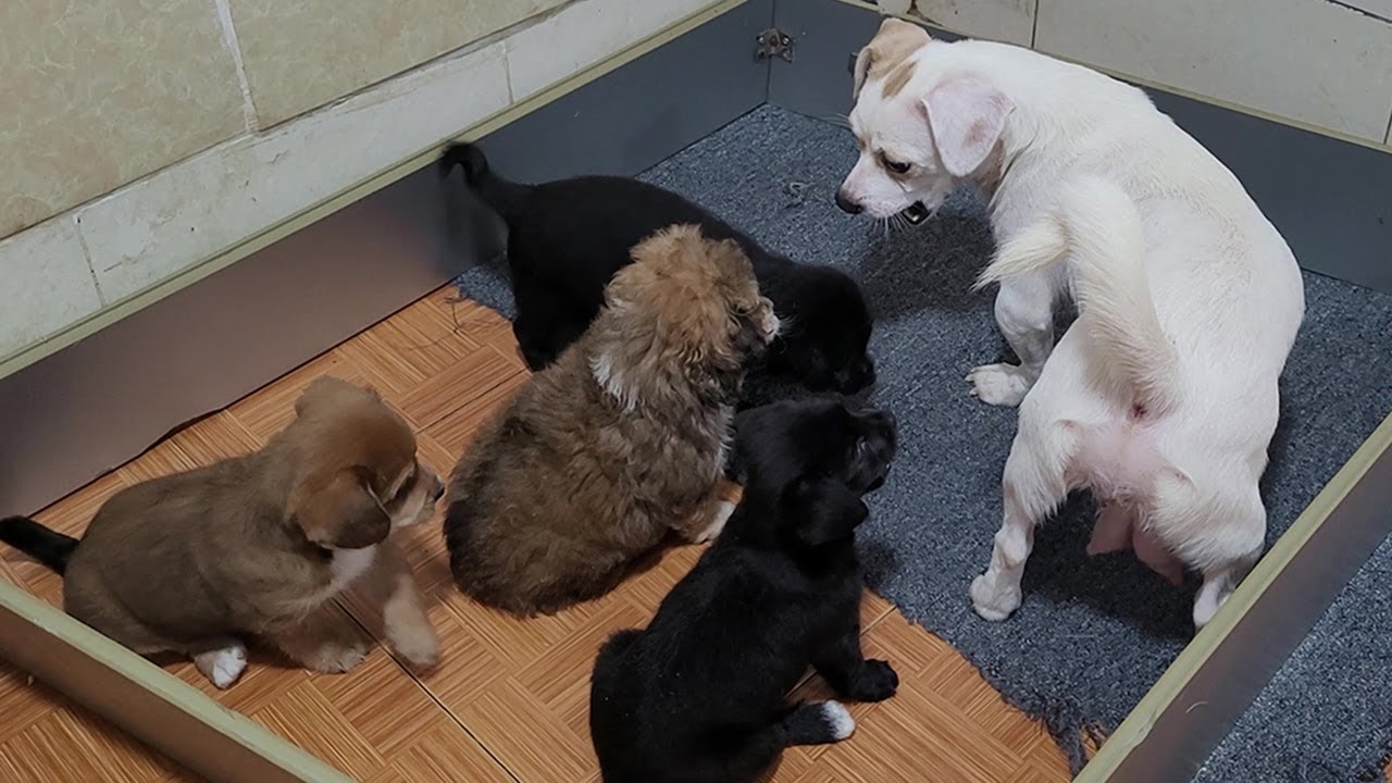 Hungry Puppies but Mom Doesn’t Let Them Suck