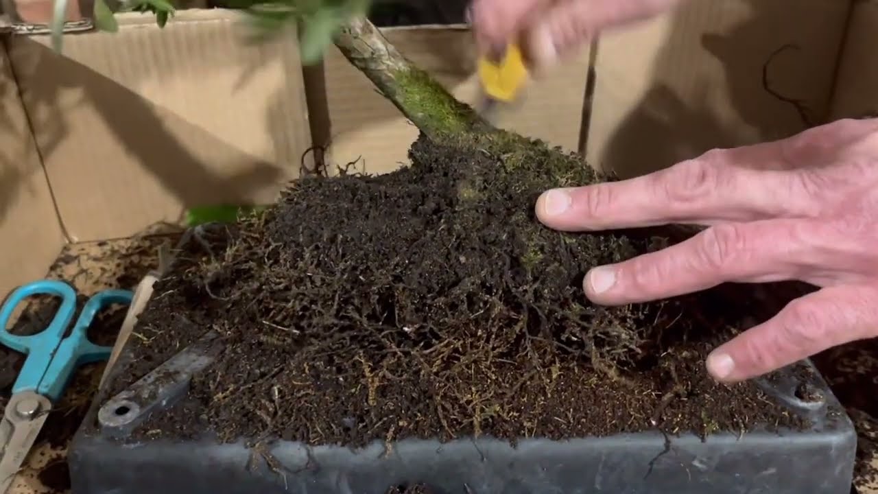 Buddhist Pine (Podocarpus) Bonsai Repotted, Wired and Trimmed. Improving Unchecked Commercial Bonsai