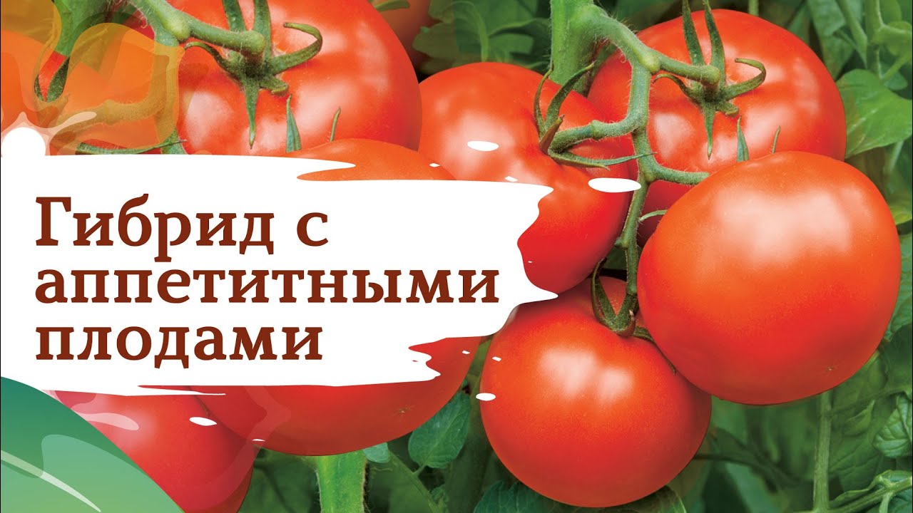 Томат Бобкат