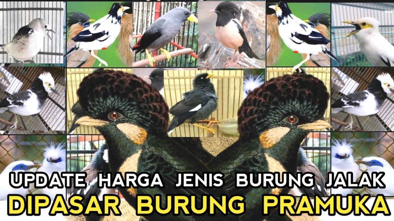 DUA PULUH JENIS BURUNG JALAK BERIKUT HARGANYA ESTIMASI DIMULAI DR 30 RIBUAN DI PASAR BURUNG PRAMUKA