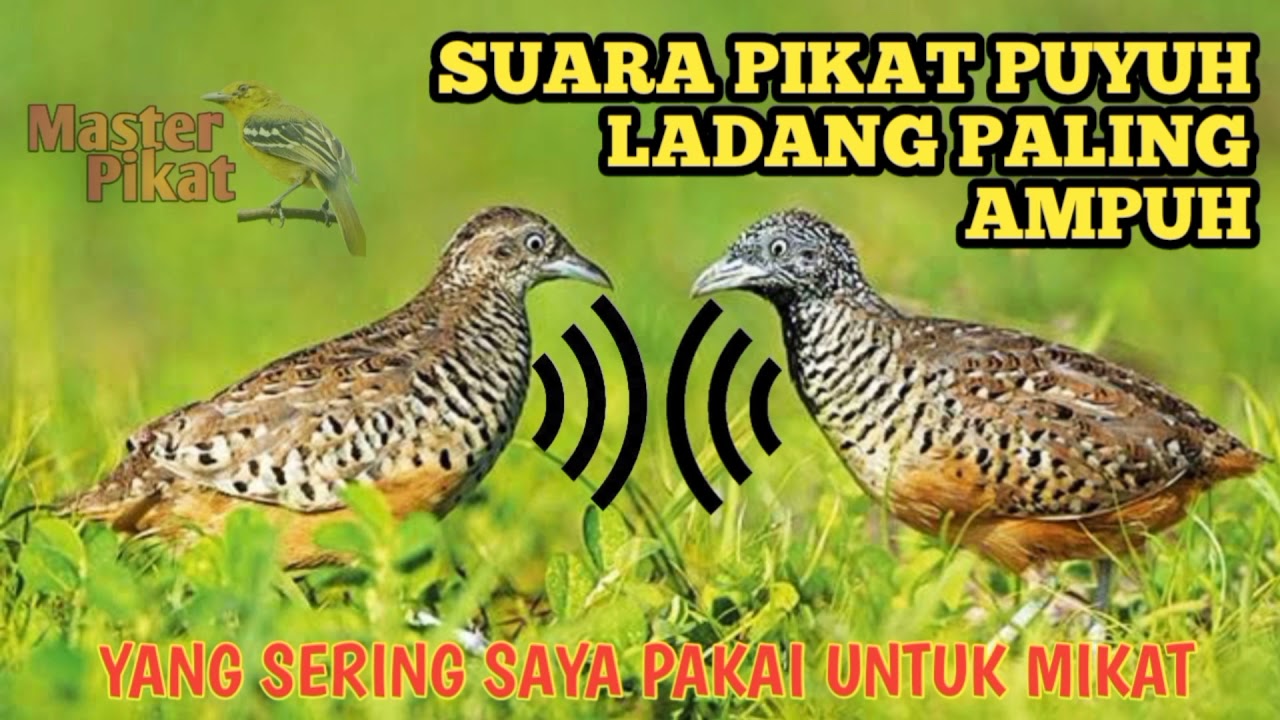 🔴Suara pikat puyuh/gemek yang paling ampuh yang sering saya pakai