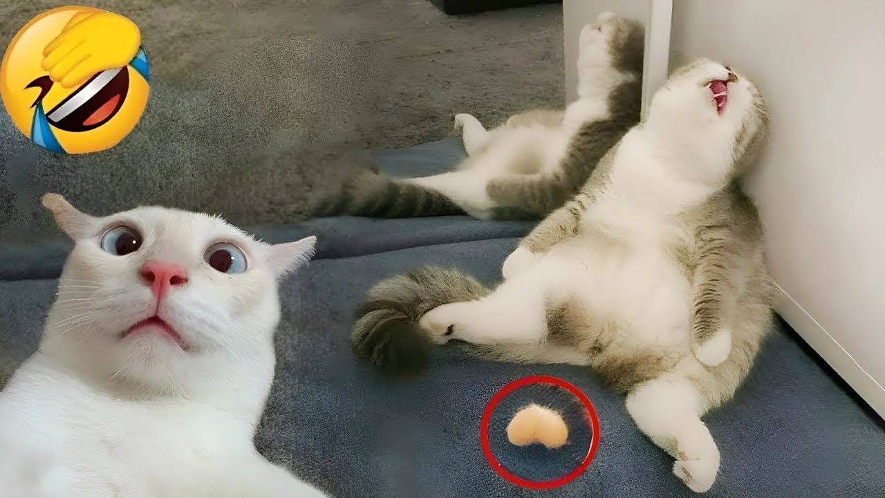 Смейтесь до слез с этими забавными животными! 😆