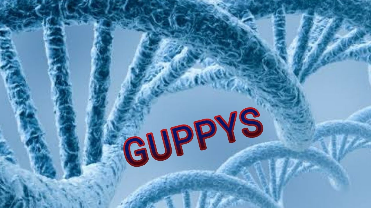 COMO DEIXA GUPPYS SELVAGENS COLORIDO