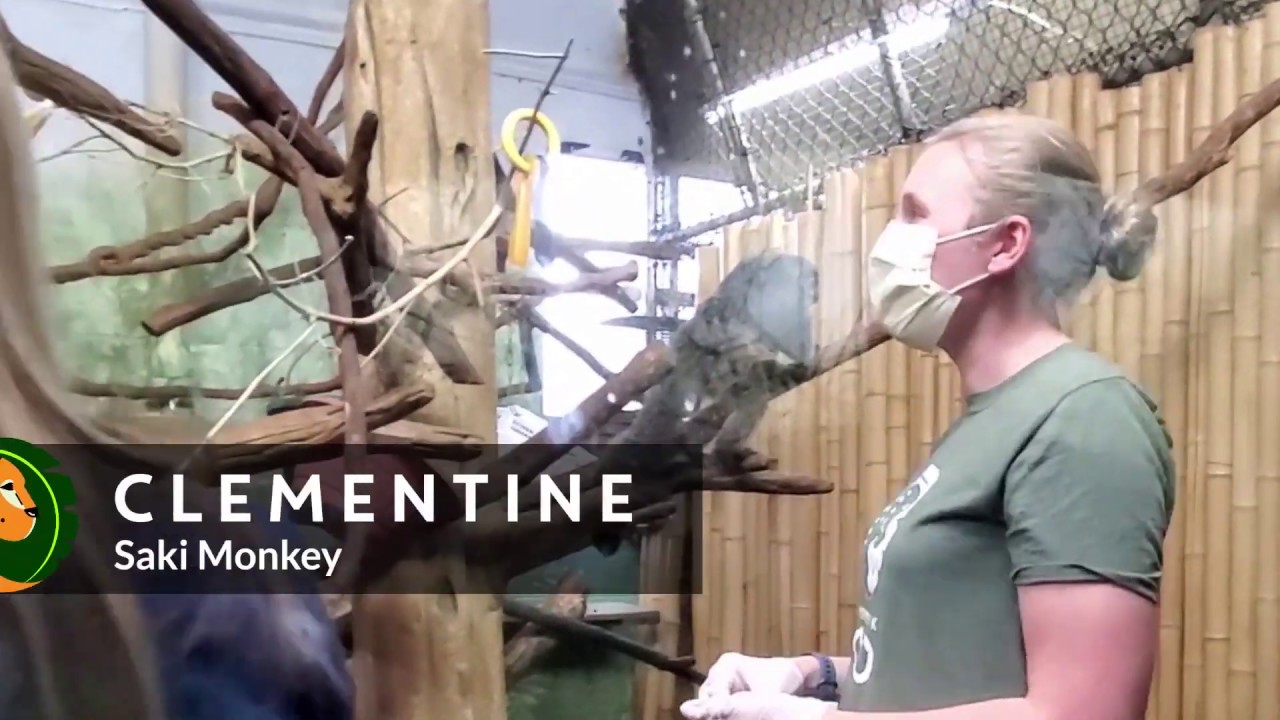 Keeper Connections - Saki Monkey Training