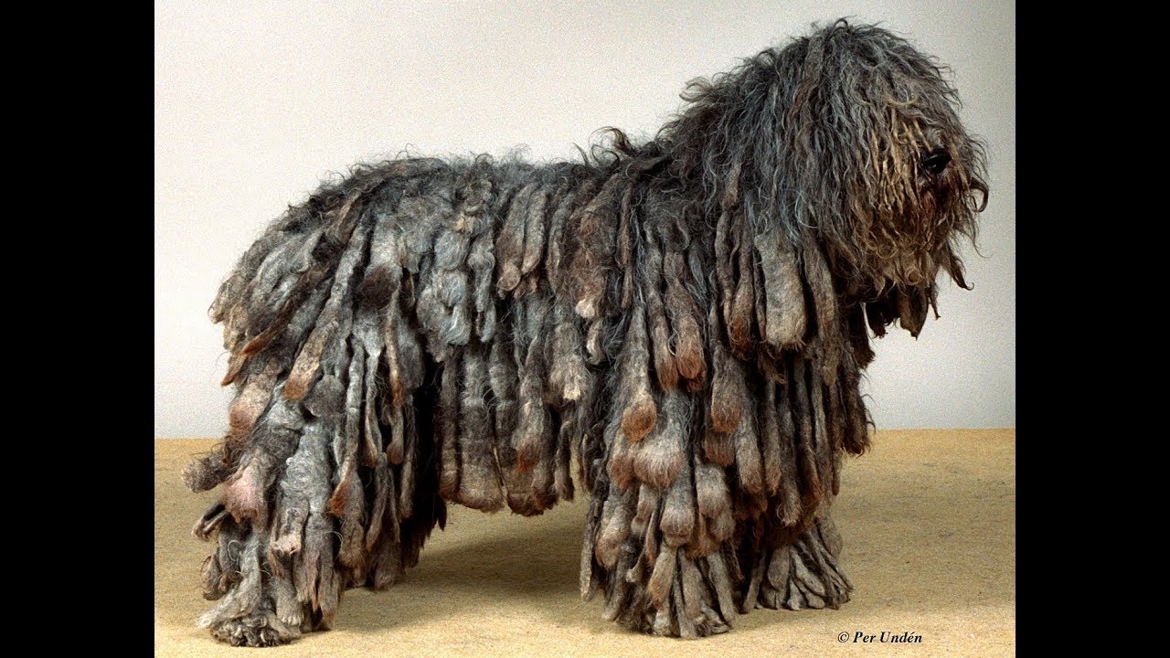 Bergamasco