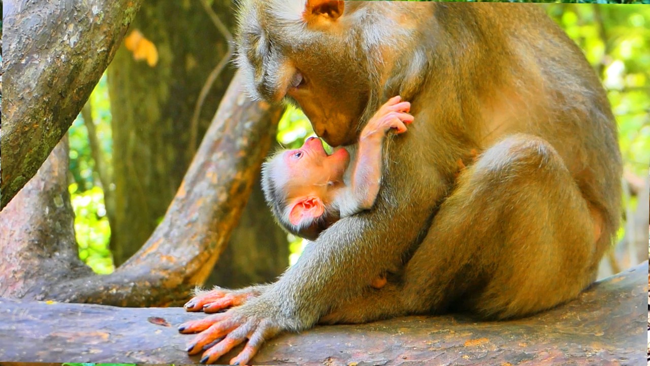 Pure Mother Love! Newborn Monkey Levy Cuddling and Kissing Mom 🩷🙈LIFE OF THE LIBBY FAMILY