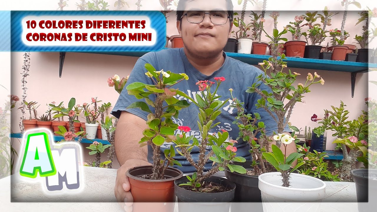 10 COLORES DIFERENTES DE LA CORONA DE CRISTO MINI | 10 DIFFERENT COLORS CROWN OF THORNS 2021