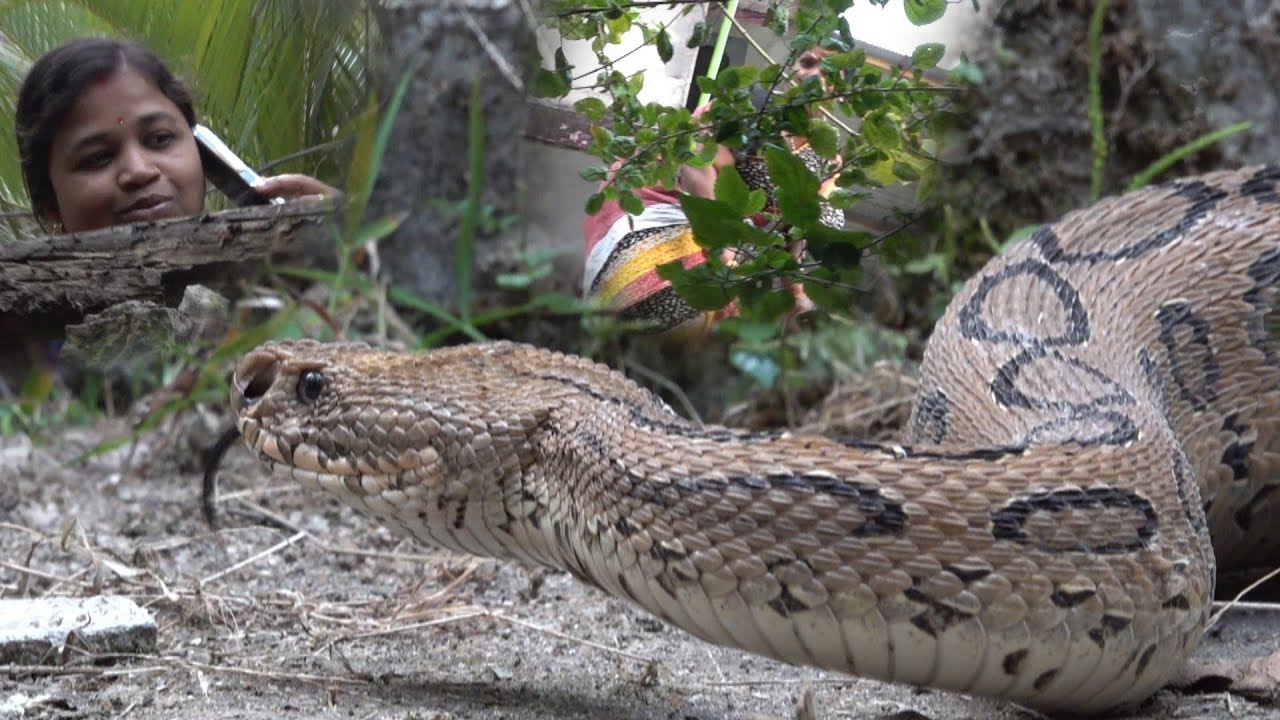 बच्चों के सामने अजीब डरावनी आवाज़ और रसेल वाइपर साँप से सामना! 🐍😱