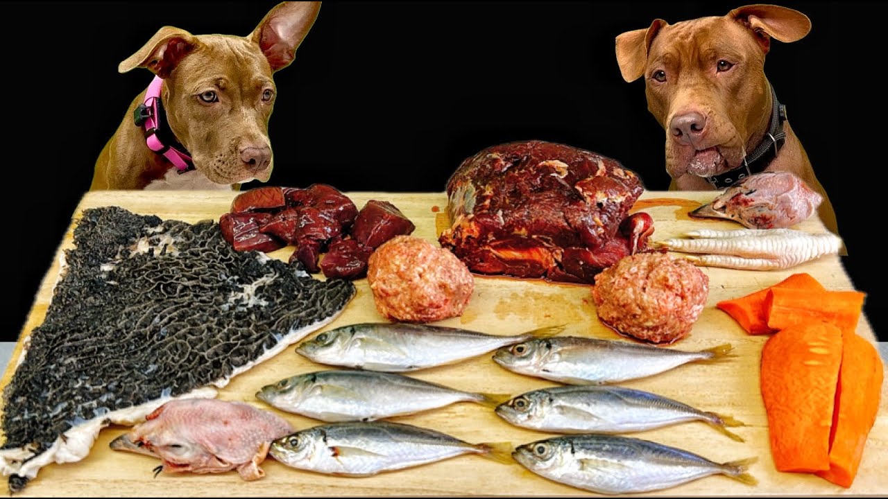 Best Dog ASMR Pitbull Eating Raw Foods