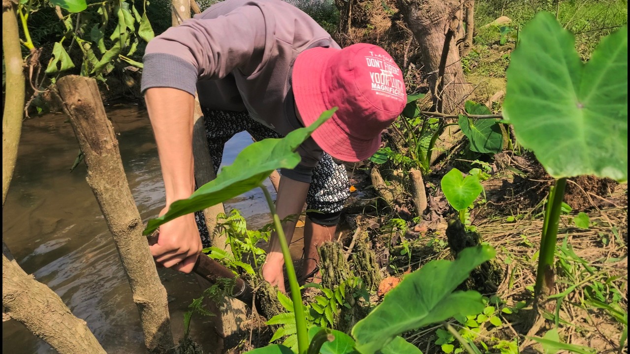 #nguoimiennui  [Growing vegetables and raising fish in a pond.]