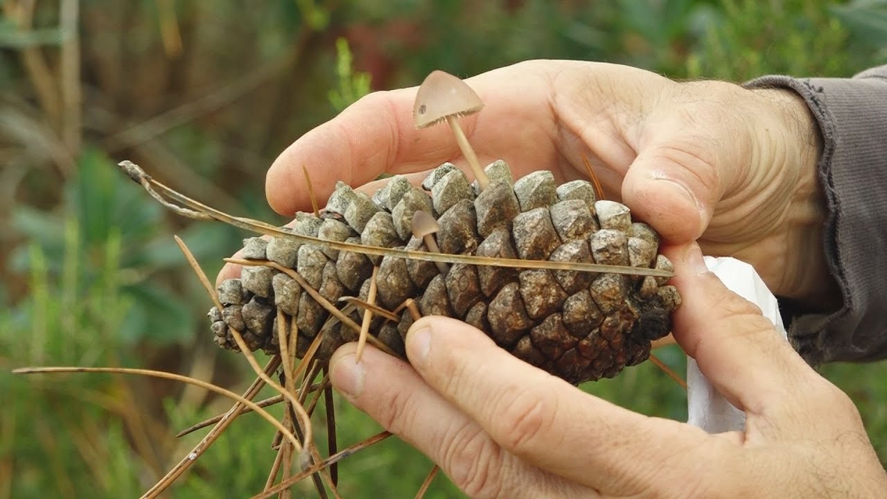 Les Muntanyes de Prades podrien donar una bona producció de bolets