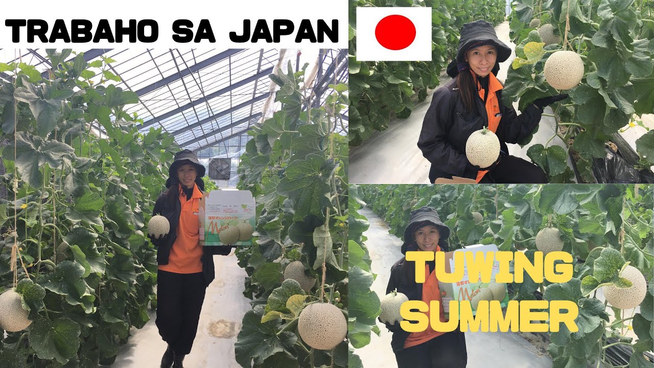 TRABAHO SA JAPAN TUWING SUMMER  | FROM DAY 1 TO MELON HARVEST  | BUHAY OFW  |  FARMER  | POEA