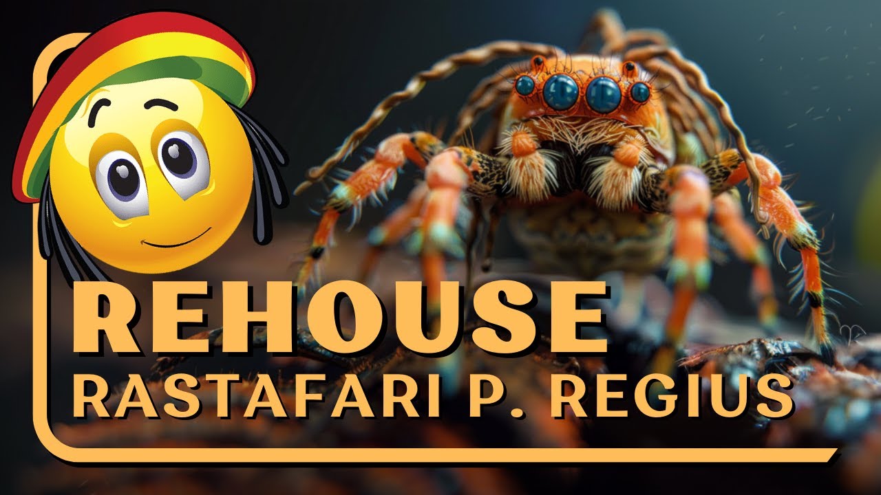 Rastafari Rehouse - Phidippus regius
