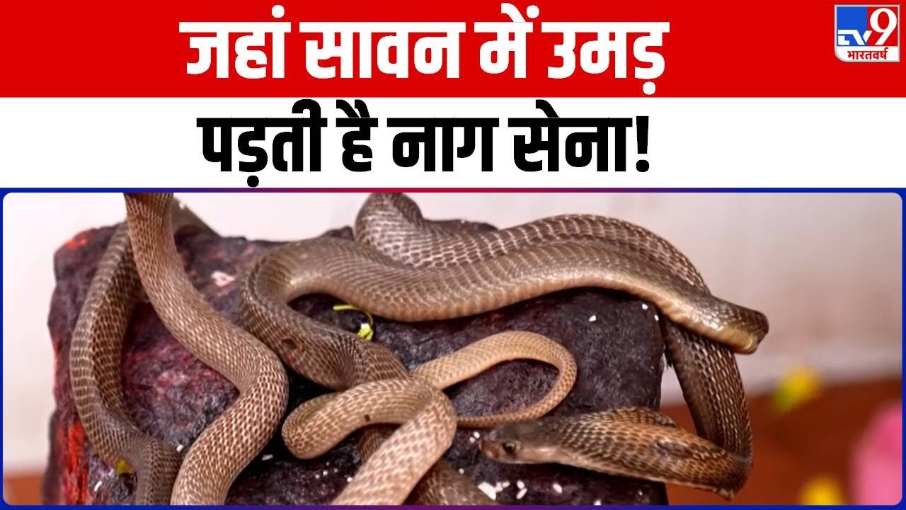 DRISHYAM: 'नागदूतों' की कहानी...शिवपुराण की निशानी! | Chhattisgarh | Snake Village | Snake