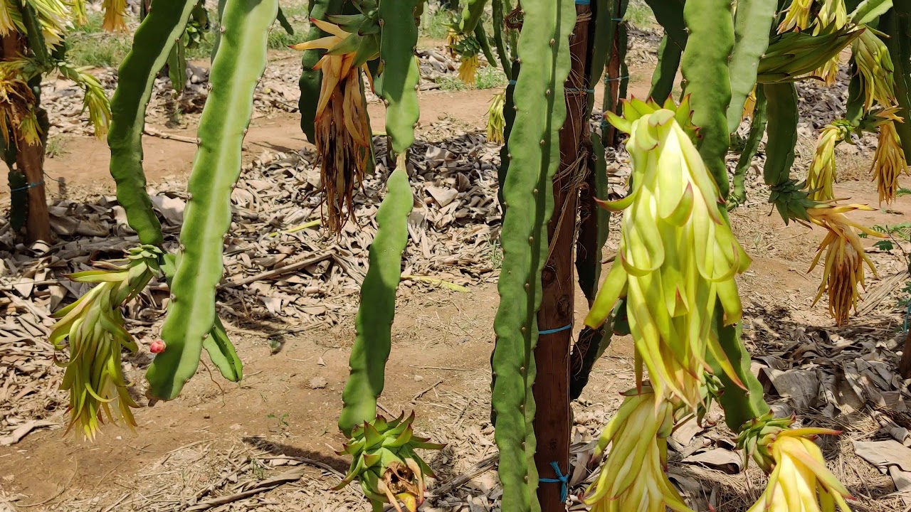 4- Principais atividades em um pomar de pitaya