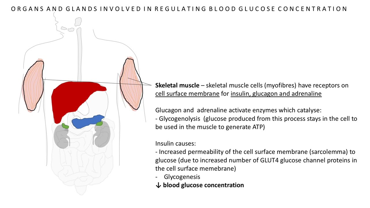 Control of blood glucose concentration (Homeostasis and negative feedback): A level Biology