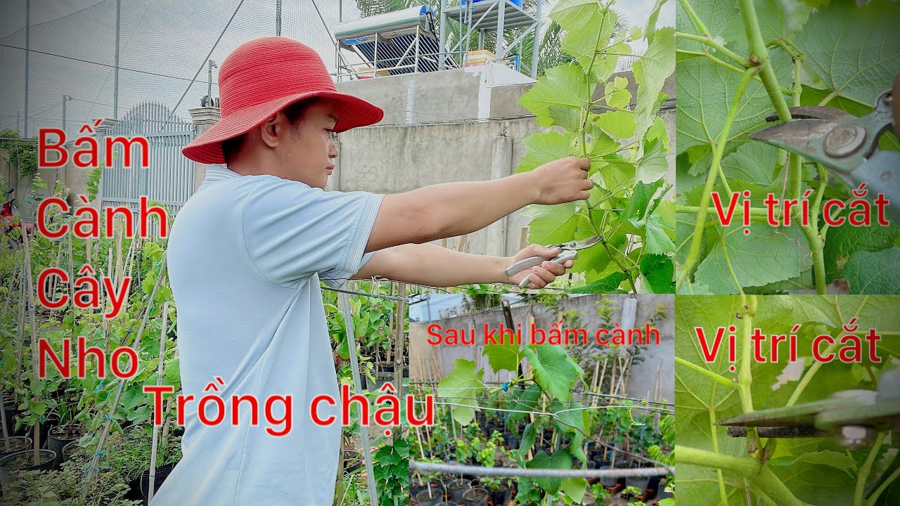 Bấm cành cây nho trồng chậu, cắt tạo cành cấp 1 nho kẹo thơm 126 #vuonnhothienminh #gardening