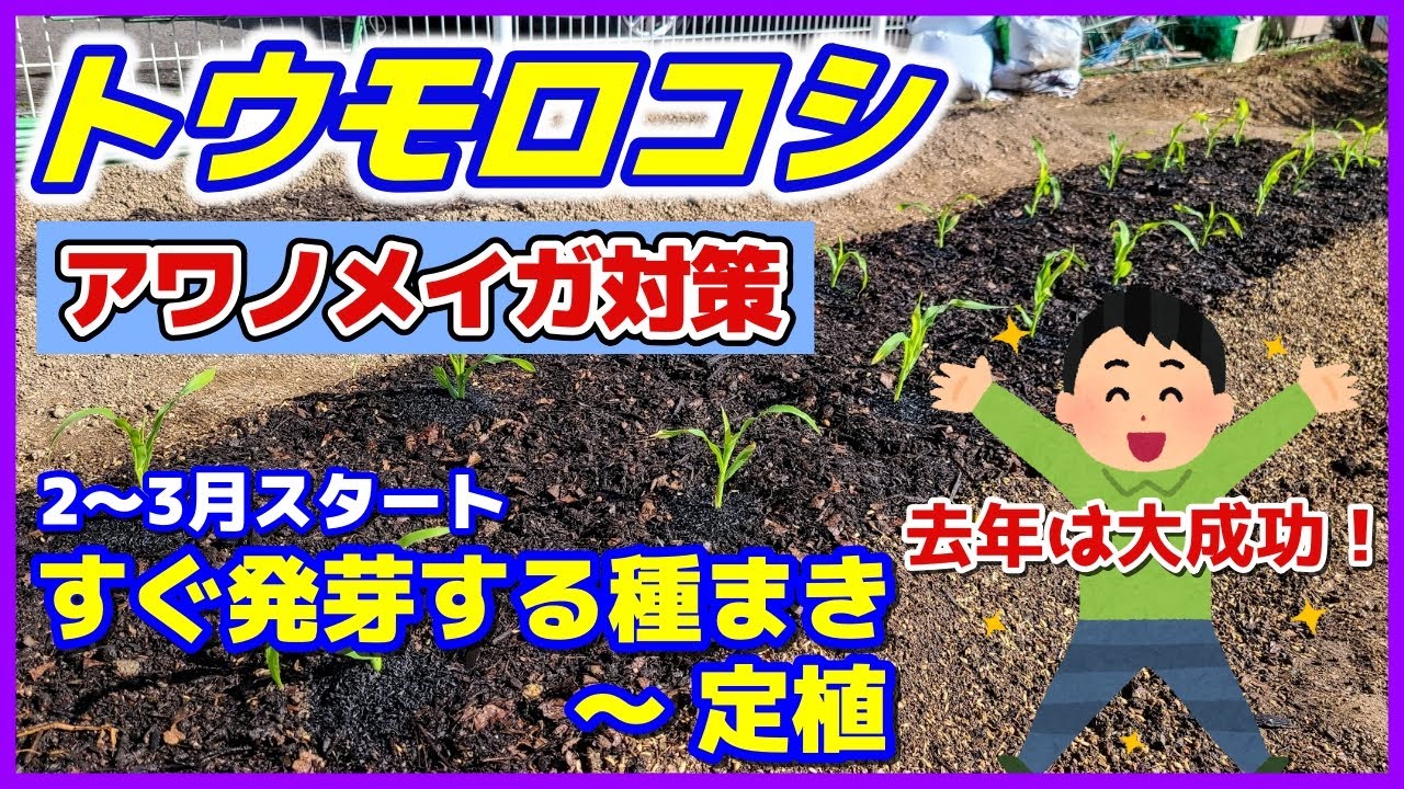 【トウモロコシ】去年は大成功！アワノメイガ対策で今年も早まき栽培／すぐ発芽する種まき～定植／とうもろこしの促成栽培／催芽まきの凄さ／家庭で簡単に出来る保温方法／ミラクルゴールド／害虫対策／家庭菜園