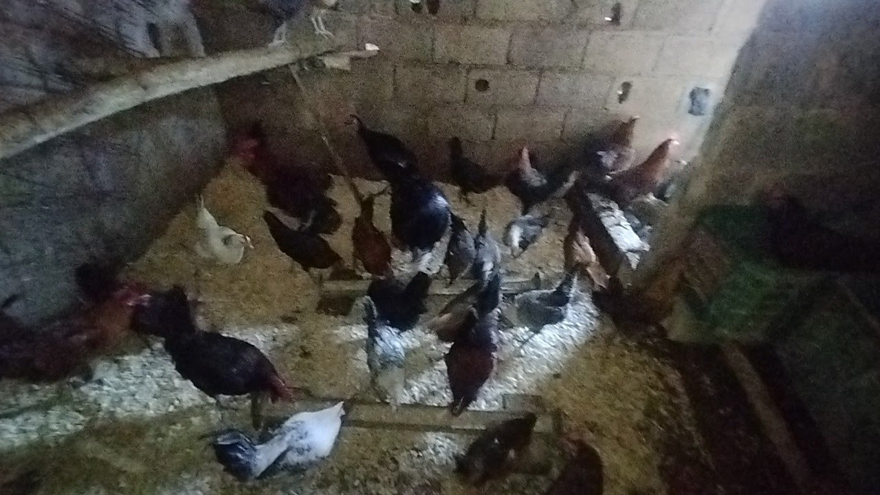 اخبار  دجاج الفيومي 🐔و دجاج البلدي🐓 وحلايط سلالات🐔🐓و الحمام الزاجل 🕊️ ماشاء الله ☺🐔 