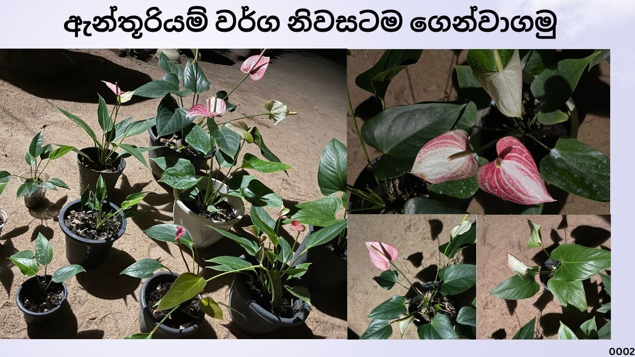 අලවිය සදහා ඇන්තූරියම් පැල 2 | Alaviya Sadaha Anthuriyam Pela | NMLIN