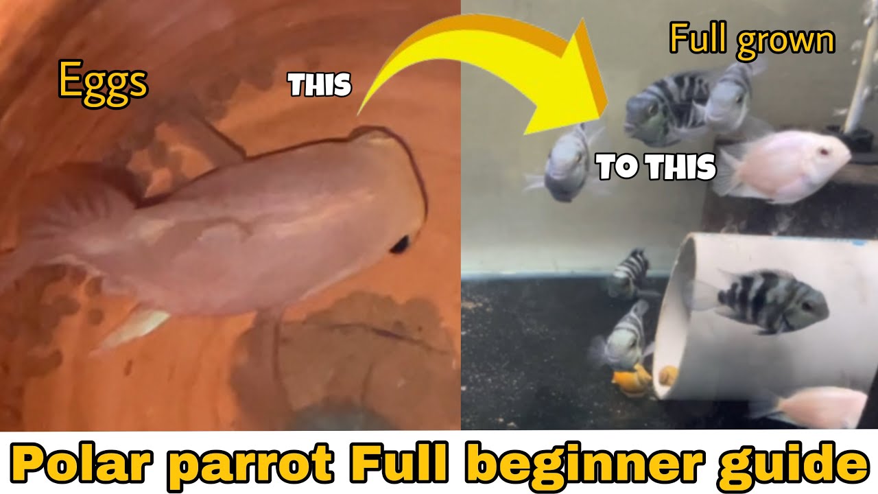 Polar parrot breeding all information ( male female, tank size, grow frys all together )
